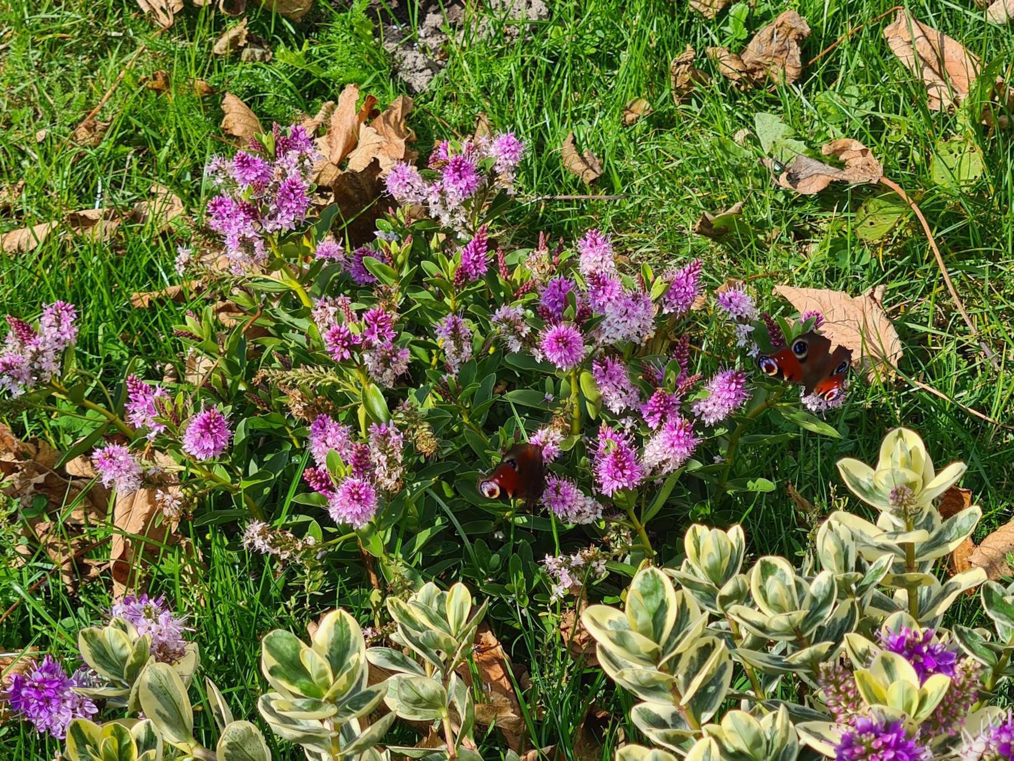 Chalet 'Como La Flor' Julianadorp Flowerfields Overview! Dış mekan fotoğraf